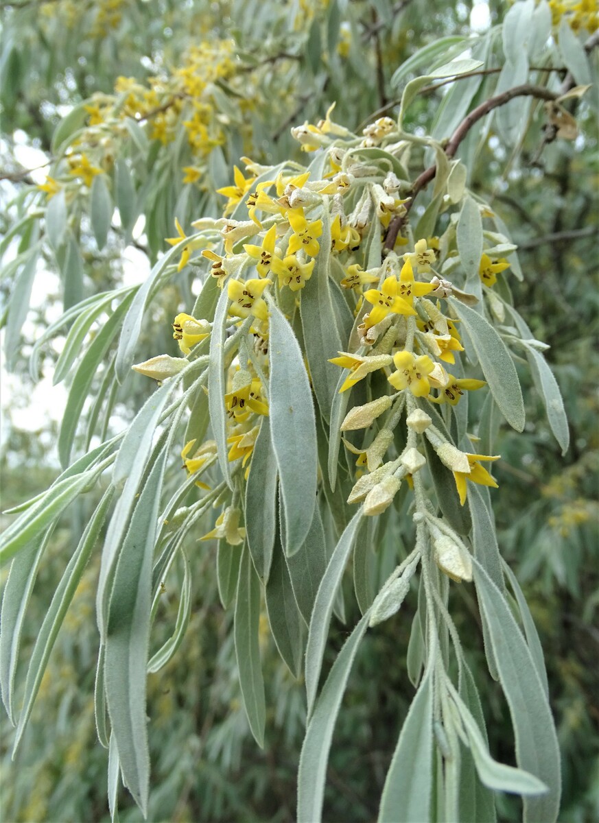 Лох узколистный, или джида