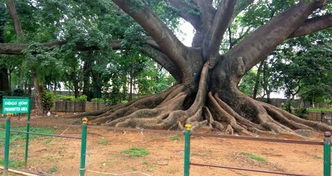 Silk Cotton tree