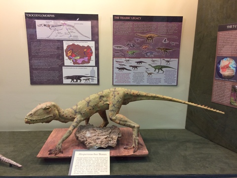 Crocodylomorphus