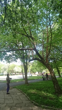 Черемуха Маака: антибактериальный декор