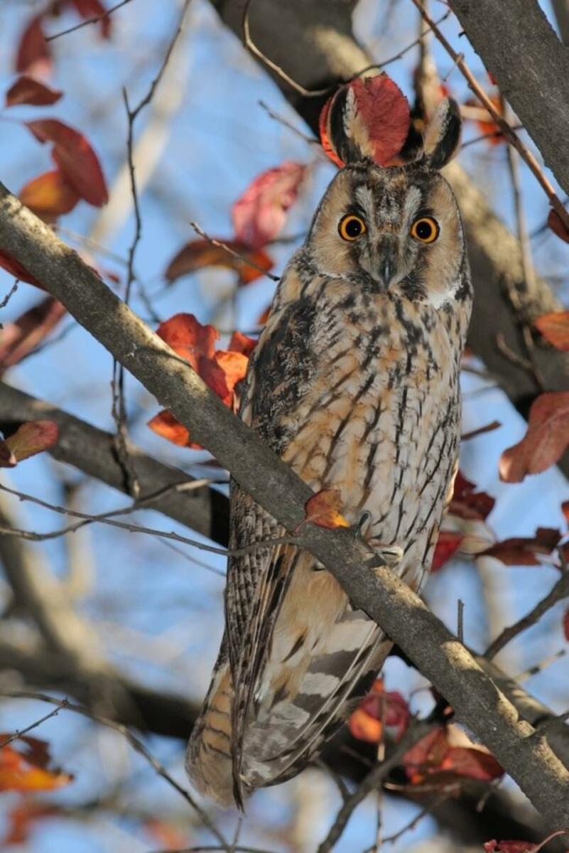 MUSSOL BANYUT, Asio otus