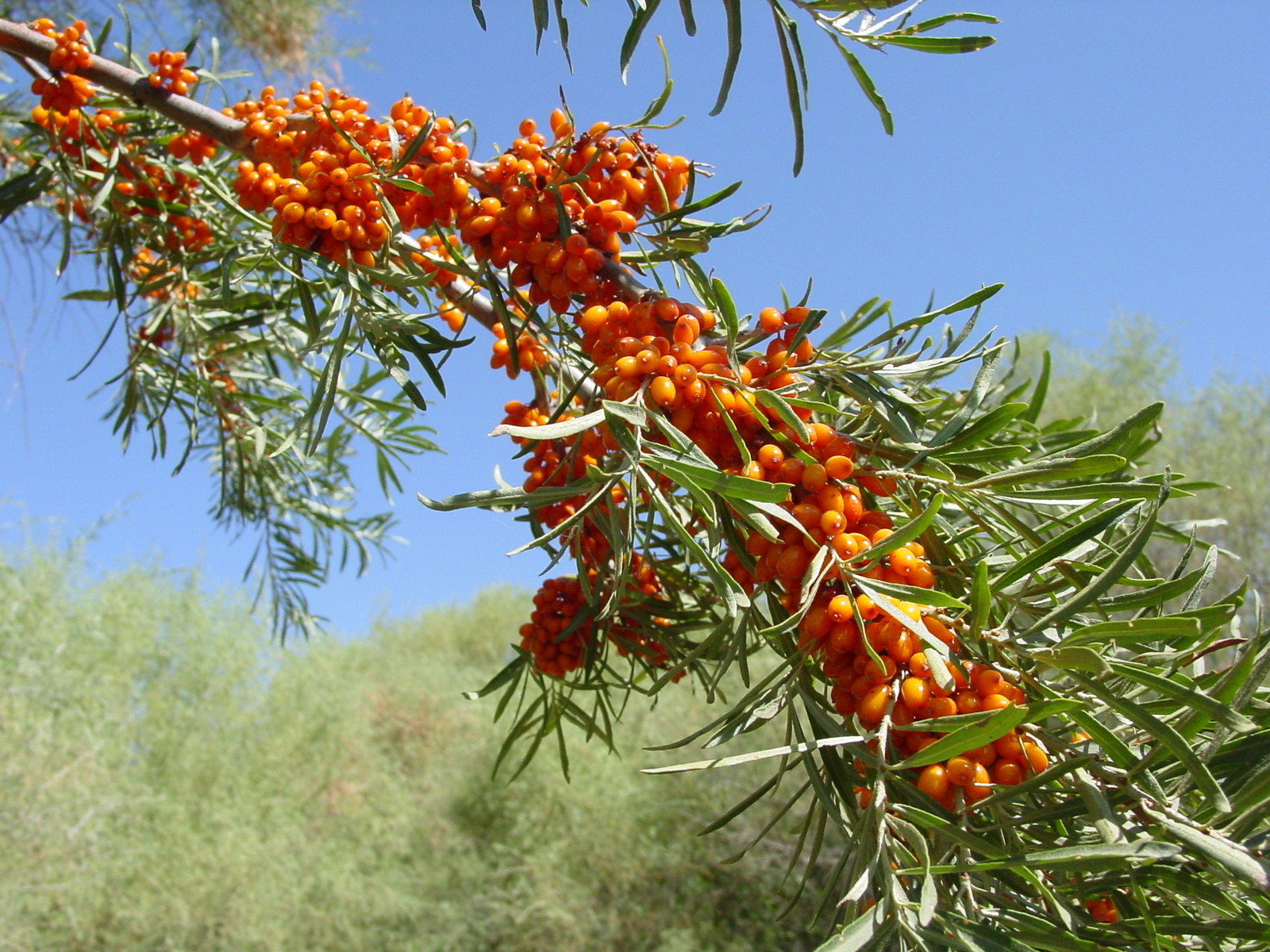 Jumrutsimon chakanda