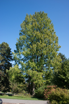 Die drei Urwelt-Mammutbäume