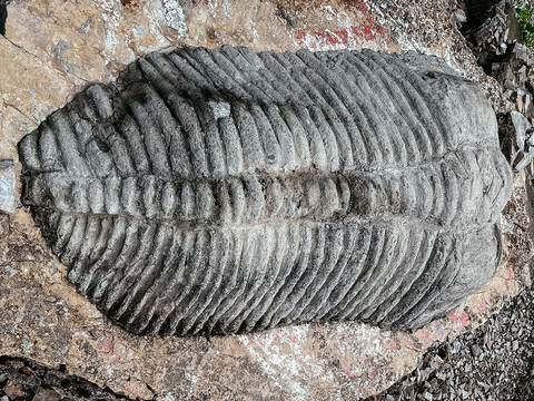 Памятник «Трилобитовая стоянка»