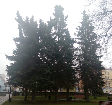 Лиственница сибирская и ель колючая: интересные факты