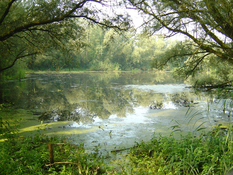 Landschap in de Romeinse tijd: broekbos