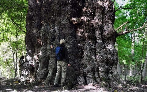 Famatuzsálemek, nevezetes fák