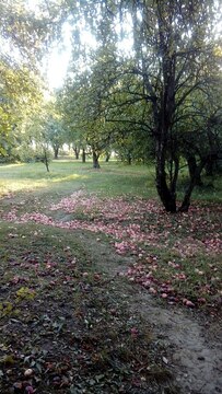 Яблоневые сады