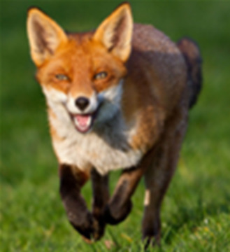 Conde deu leon de la duna de la Punta.