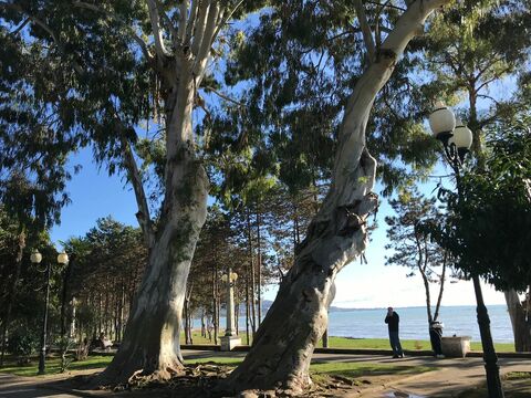 "Эвкалиптовый ветер"