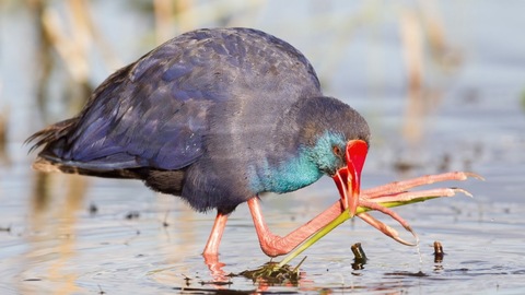 Can Picafort envoltat de natura 2b: Itinerari de sa Roca