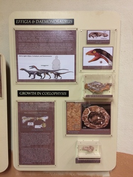 Two Dinosaur skulls