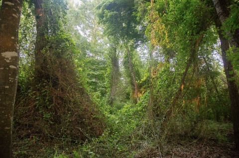 Самурский лес