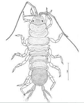 La Cochinilla Acuática