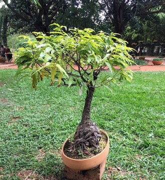 Bonsai - Asoka Tree