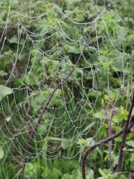 Алмазная паутина паутина