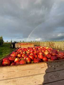 Verkooijen Fruitbedrijf