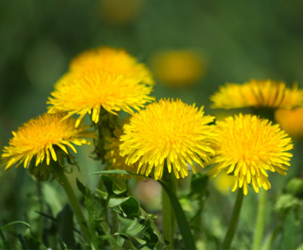 Весенние одуванчики