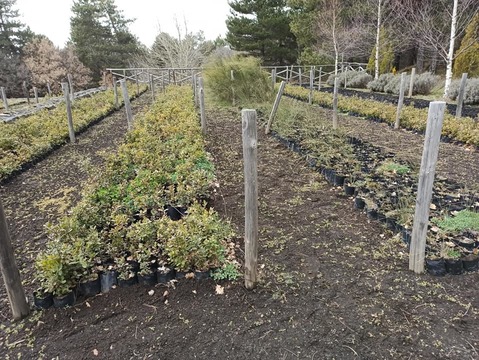 Ragalna, Vivaio Forestale dell'Etna