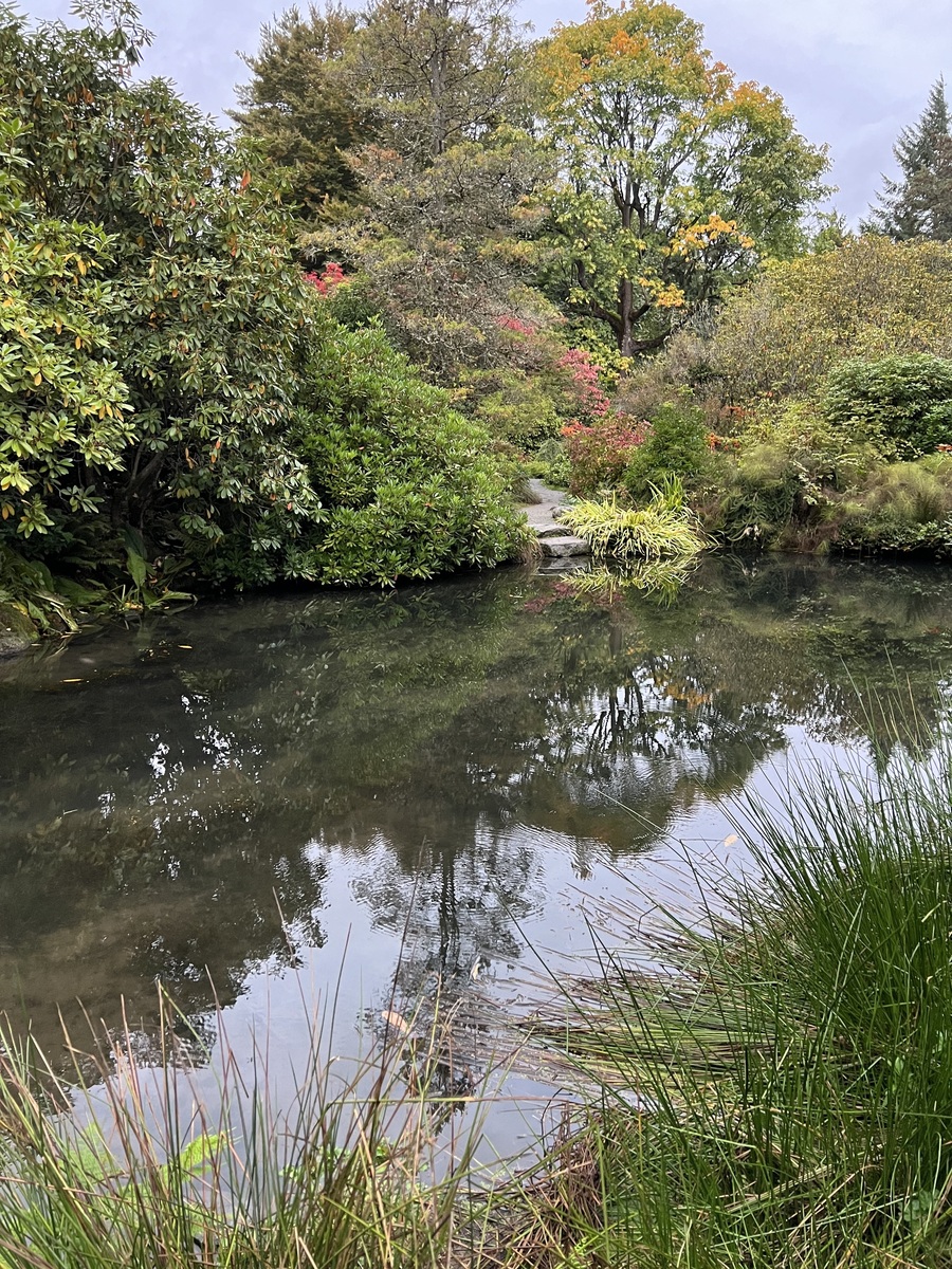 Koi Pond