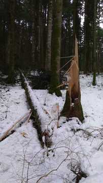 Vecchio albero spezzato