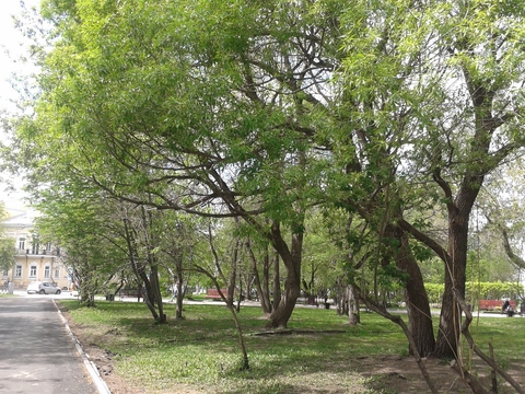 Ива ломкая: дерево-стилист