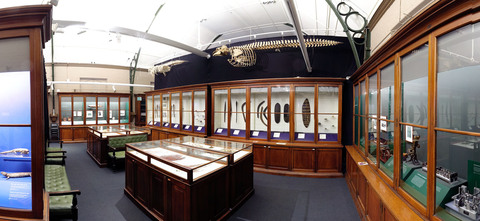 MACLEAY MUSEUM