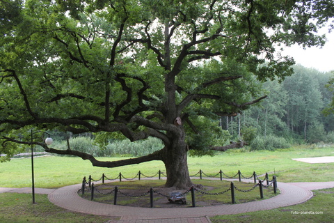 Городской парк Зеленоградска. Парк «Плантаже» Императорский дуб.