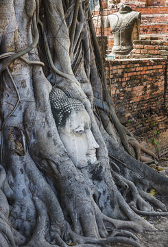 Голова в деревьях. Ват Mahathat. Аюттхая