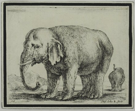 Стефано делла Белла. Слон. Из серии «Различные животные». 1639–1644