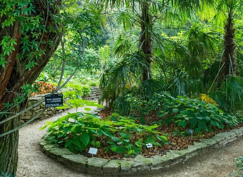 Jardín Botánico de Lyon : Jardín de sombra
