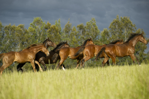 Hunter Valley Thoroughbred Studs