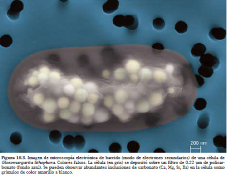 Cianobacteria - Gloeomargarita lithophora