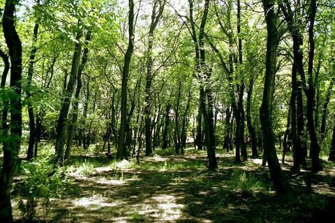 Ясеневая роща