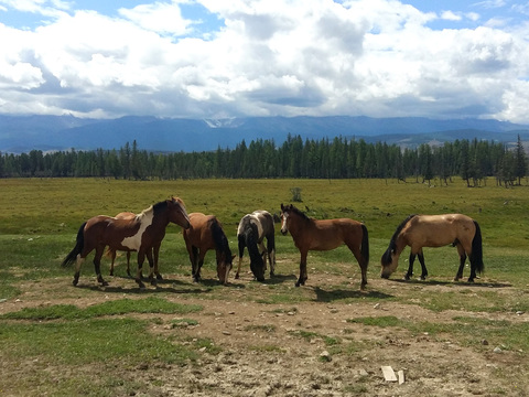 Курайская степь