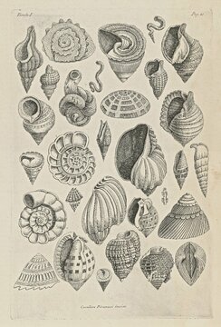 Джованни Баттиста Пиранези.  Раковины из коллекции Никколо Гвалтьери. Из серии «Различные способы украшения каминов...». 1769 