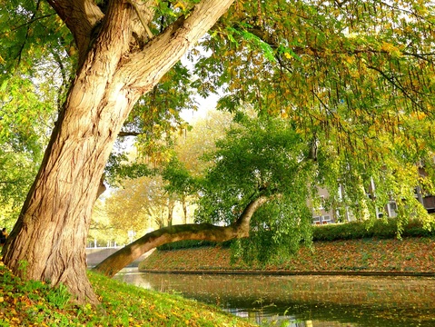 Langs monumentale bomen in Utrecht