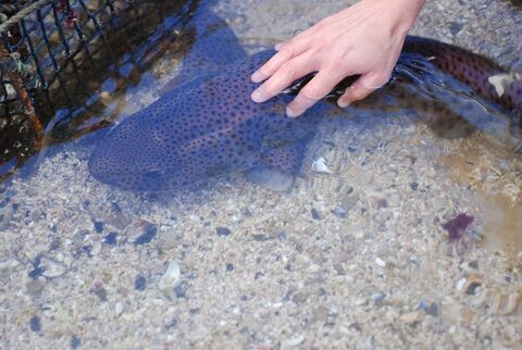 Bassin tactile,attractions et fin de visite