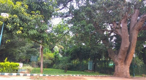 Mango Sapling - Tipu Era