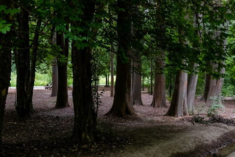 Дендрофлора Европы, Крыма и Кавказа в Ташкентском ботаническом саду