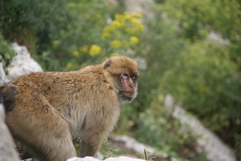 Barbary Macaque & Cable Car