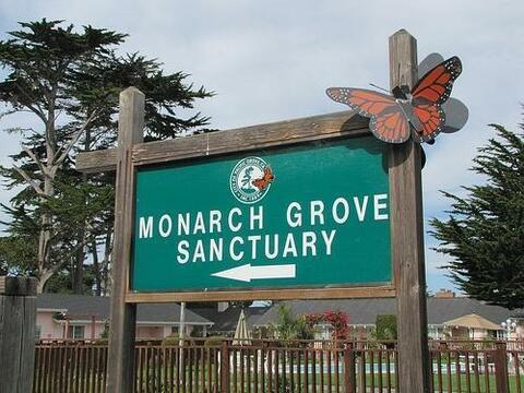 Pacific Grove Monarch Butterfly Sanctuary