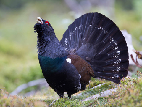 Vogelwelt