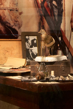 Уголок таксидермиста