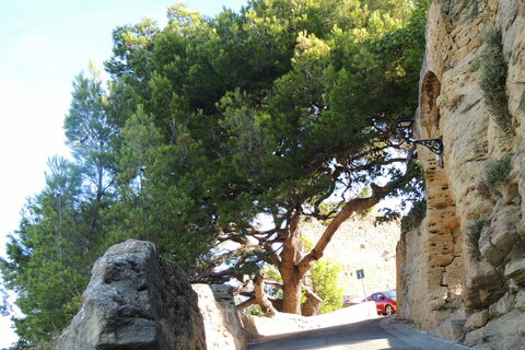 Lou pin ufanous / Lo pin ufanós