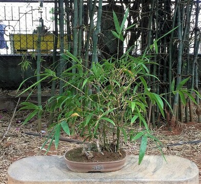 Bonsai - Bamboo Tree