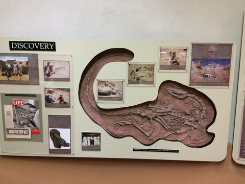 Discovery