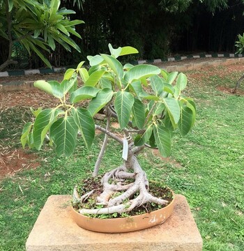 Bonsai - Banyan Tree