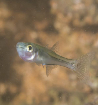 Charal Poblana Alchichica