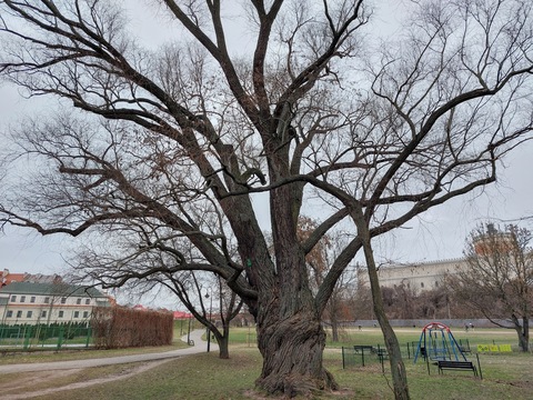 A century-old white willow tree